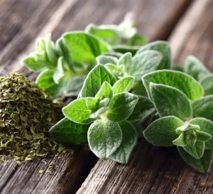 Oregano Side Effects & Safety