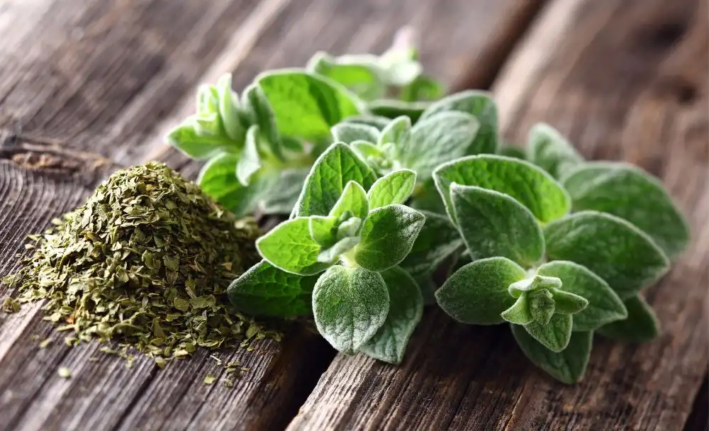 Oregano Side Effects & Safety