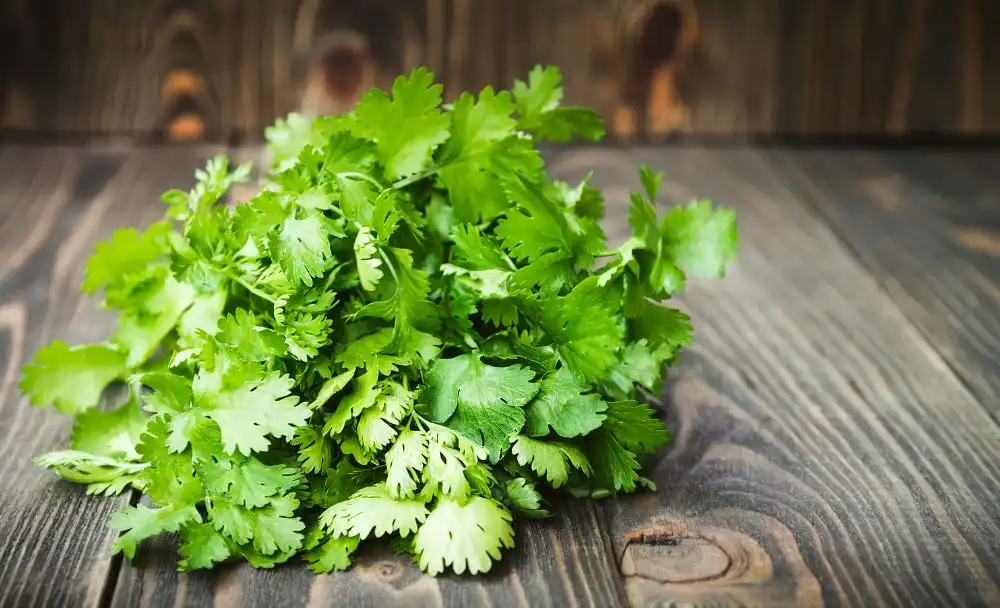 Coriander Leaves Benefits