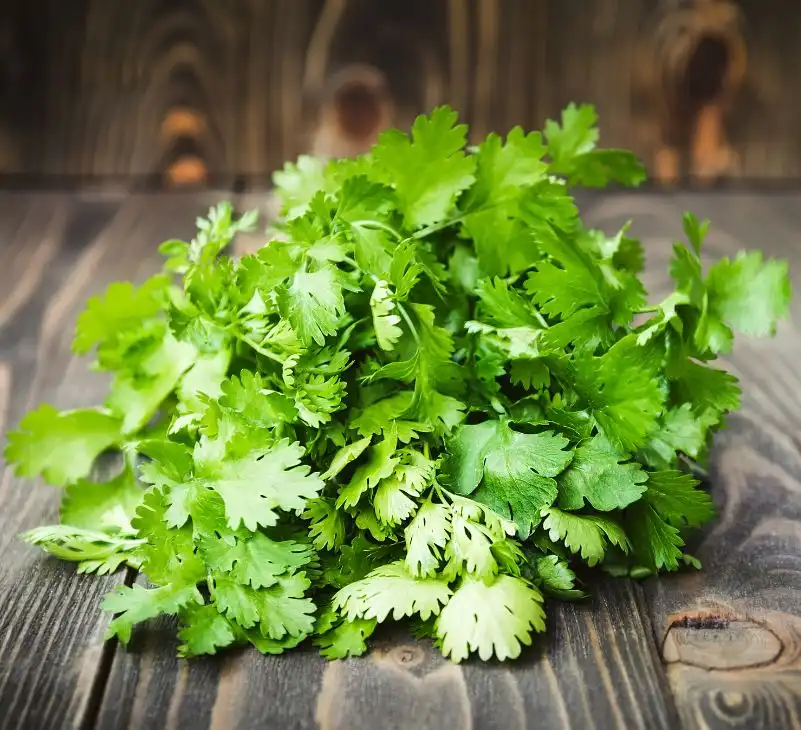 Coriander Leaves Benefits