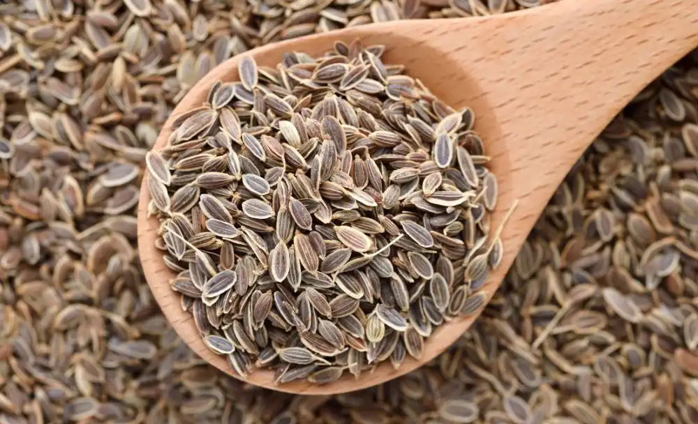 Dill Seeds Benefits