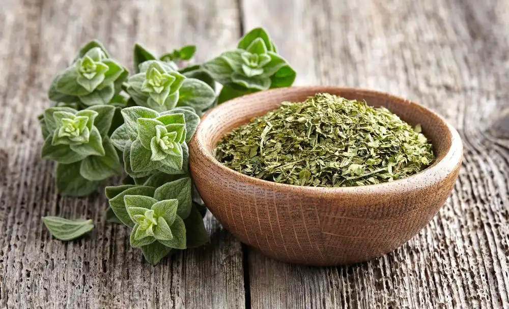 Health Benefits Of Oregano