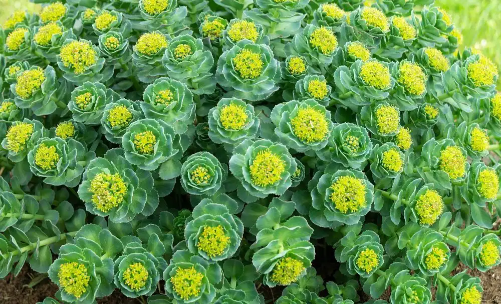 rhodiola rosea