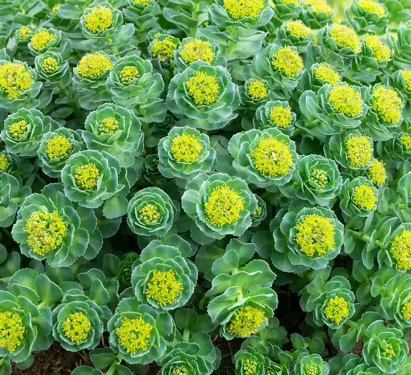 rhodiola rosea