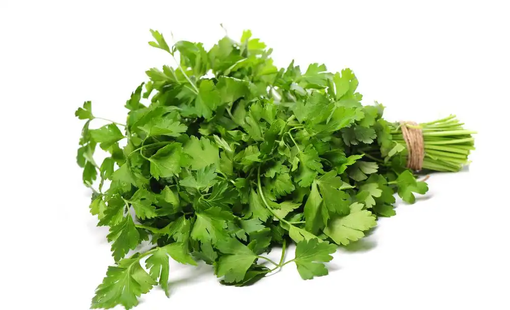 Coriander leaves Make Skin Healthy