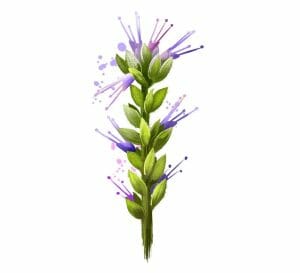 Picrorhiza Kurroa