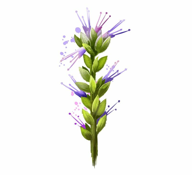Picrorhiza Kurroa