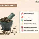 Pippali Benefits Uses Dosage Side Effects Precautions More 9 11zon