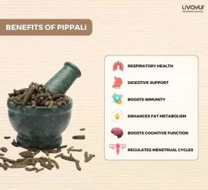 Pippali Benefits Uses Dosage Side Effects Precautions More 9 11zon