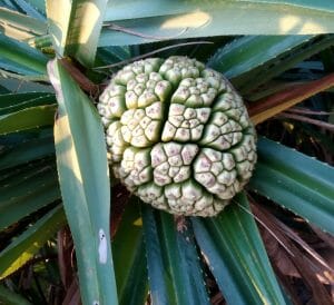 kewda flower