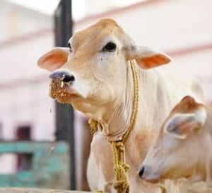 cow urine
