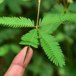 mimosa pudica