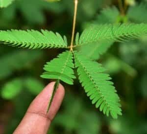 mimosa pudica