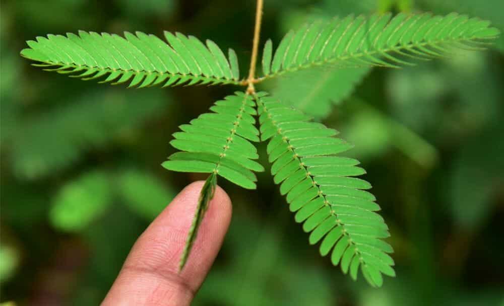 mimosa pudica