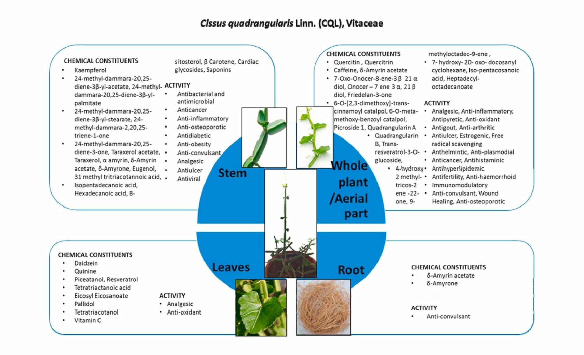 hadjod plant