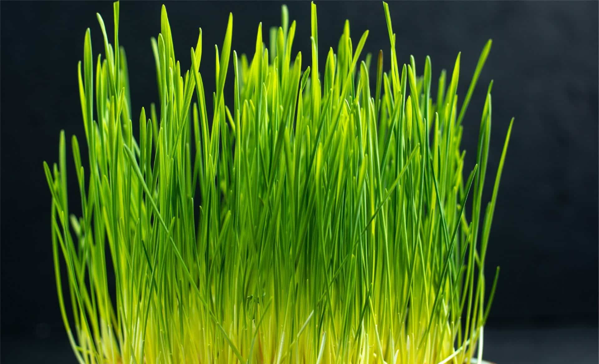 wheatgrass juice