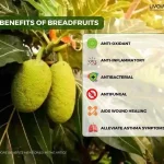 12 Incredible Benefits of Breadfruit For Overall Health 3 10 11zon