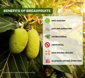 12 Incredible Benefits of Breadfruit For Overall Health 3 10 11zon