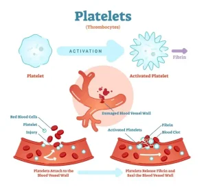 platelet count average