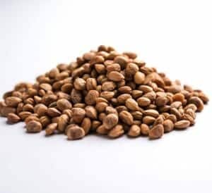 charoli seeds
