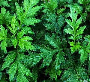 mugwort benefits
