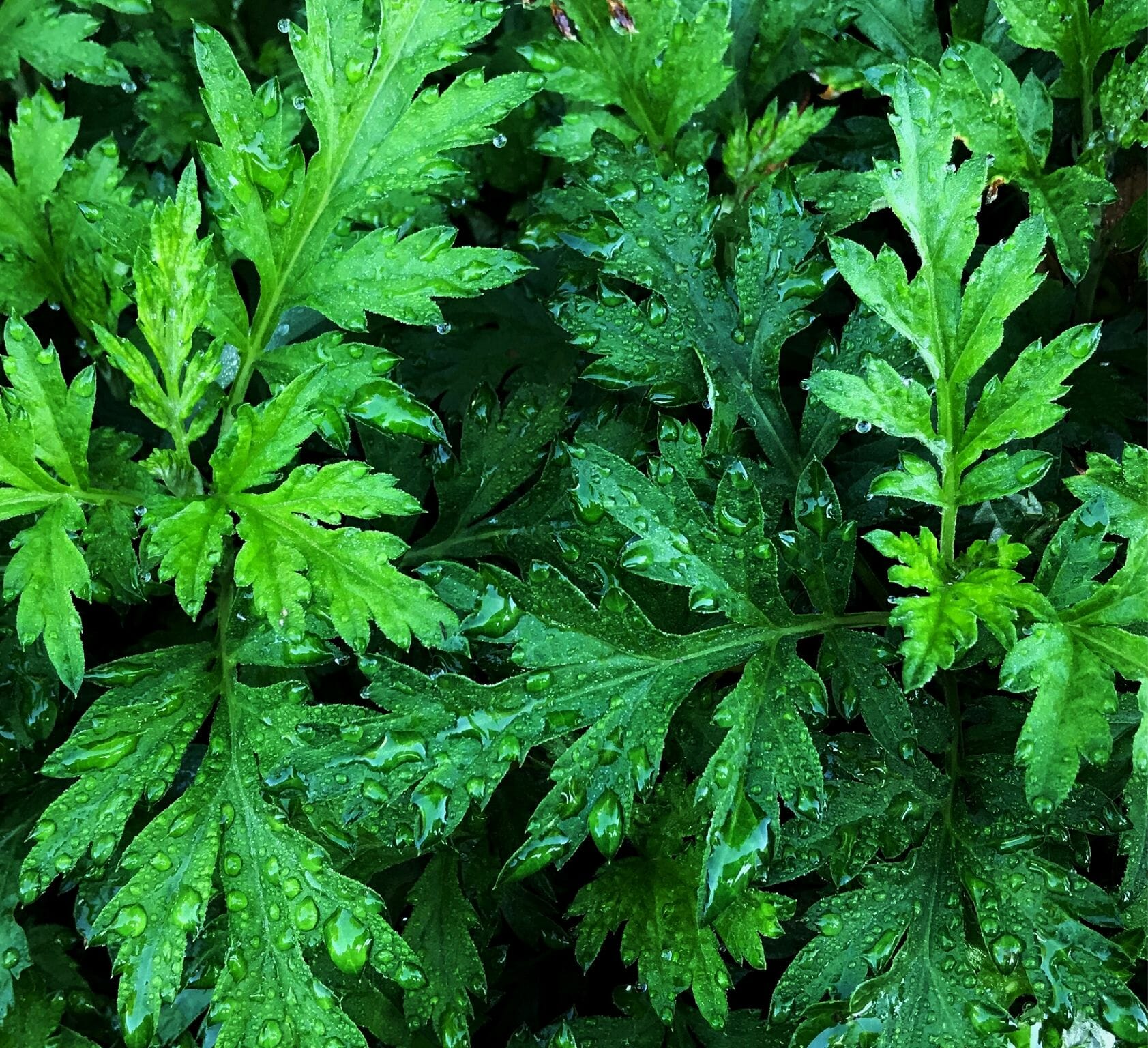 mugwort benefits