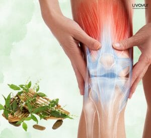 What Makes Nirgundi The Best Herb For All Types Of Joint 1Pain
