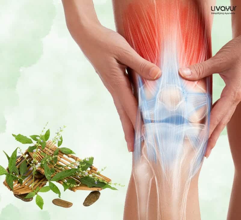 What Makes Nirgundi The Best Herb For All Types Of Joint 1Pain