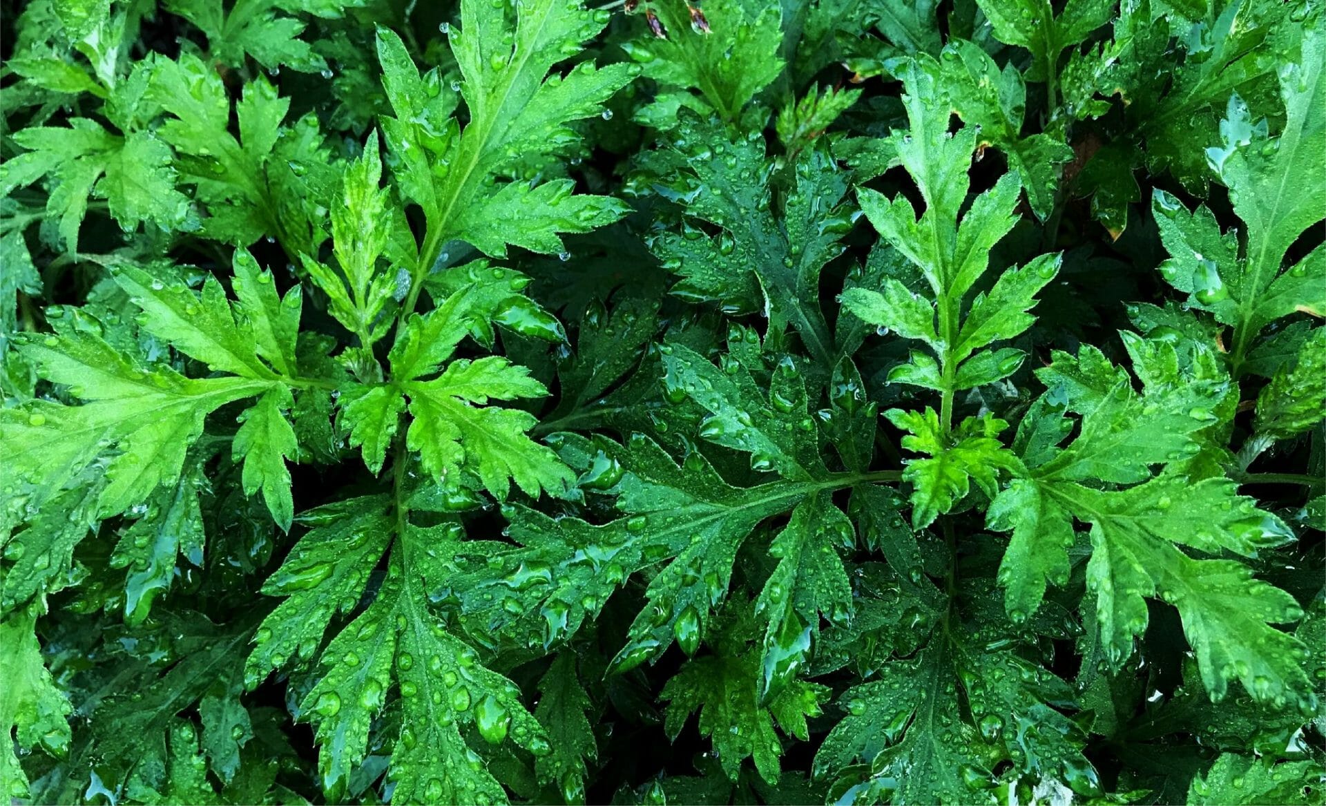 mugwort benefits