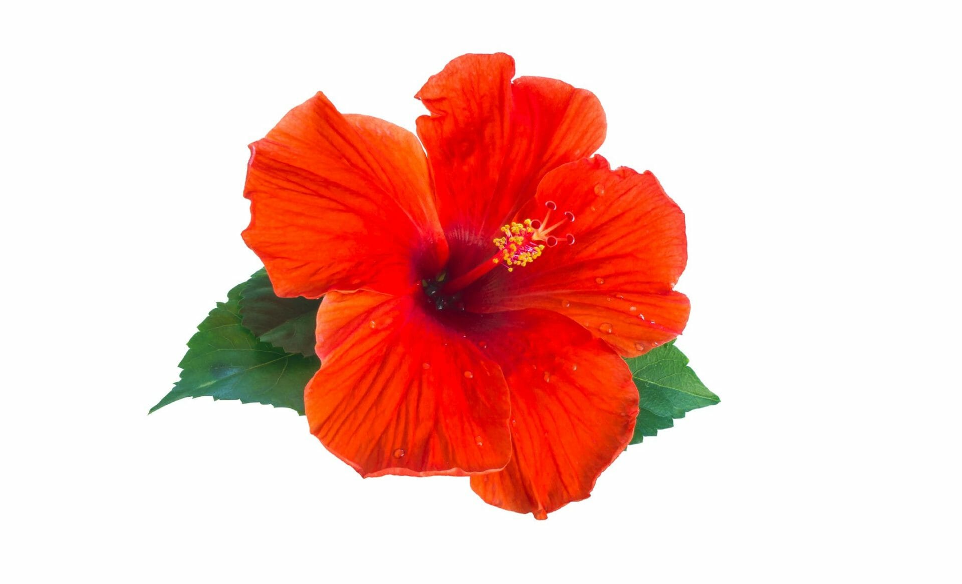 hibiscus hair benefits