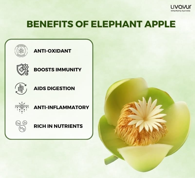 elephant apple - livayur