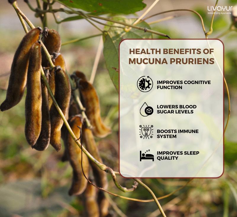 10 Amazing Health Benefits of Mucuna Pruriens 1