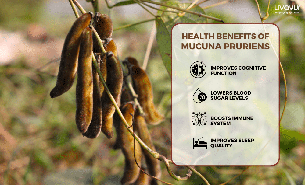 10 Amazing Health Benefits of Mucuna Pruriens