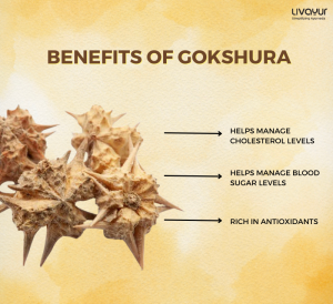 gokhru - livayur