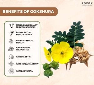 Gokshura Benefits Uses Side Effects And More 2