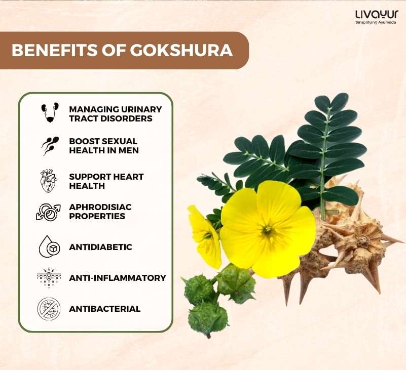 Gokshura Benefits Uses Side Effects And More 2