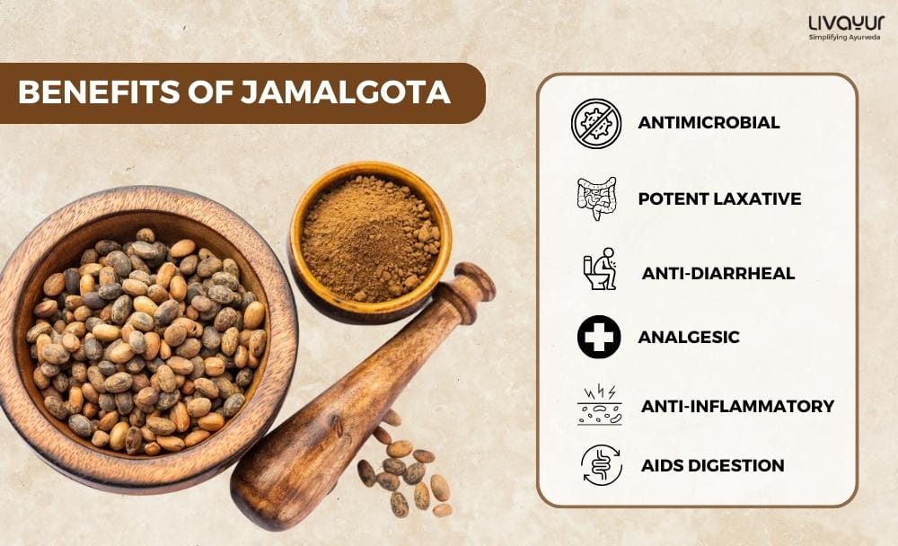 jamalgota powder