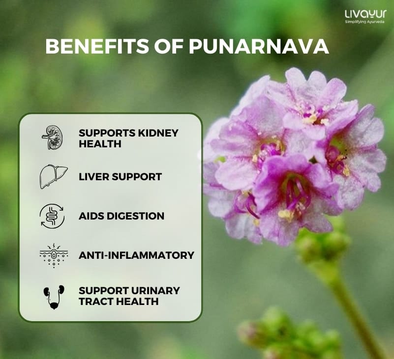 Punarnava Benefits Uses Side Effects 1