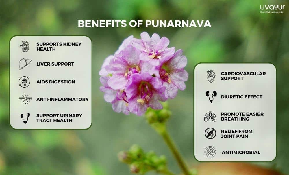 Punarnava Benefits