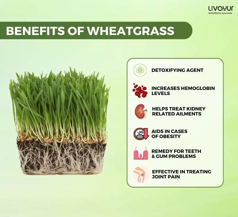 12 Proven Benefits of Wheatgrass for Overall Health 1