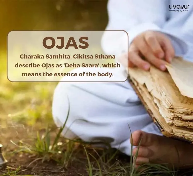 All You Need to Know About Ojas 1