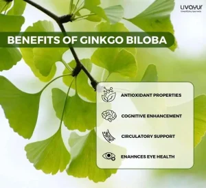ginkgo biloba - livayur