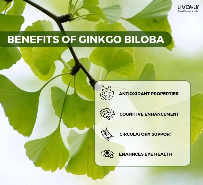 ginkgo biloba - livayur