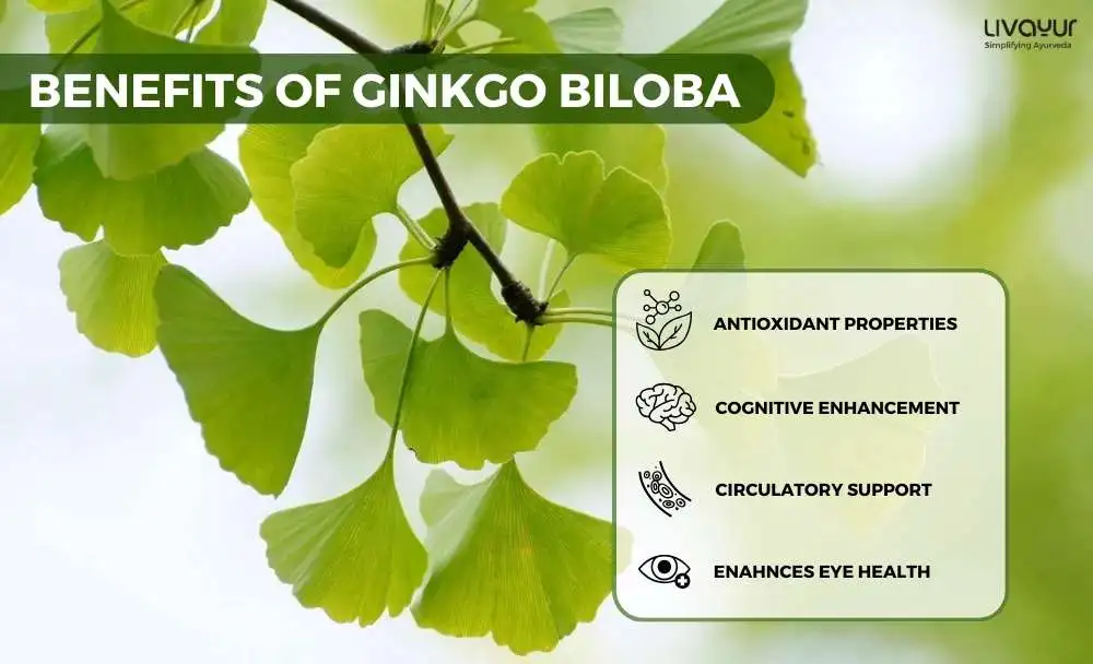 ginkgo biloba - livayur