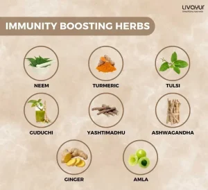 Herbs That Help Build Immunity 1