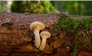 Why does penis look like mushroom