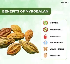 myrobalan