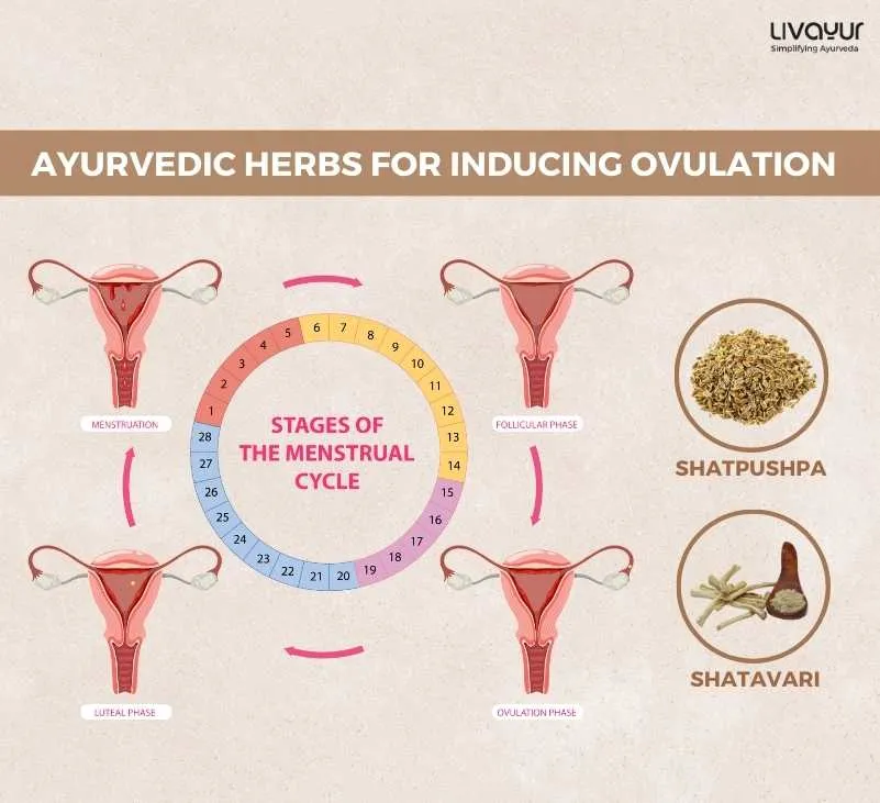 Signs of Ovulation and How Can Ayurveda Help 1