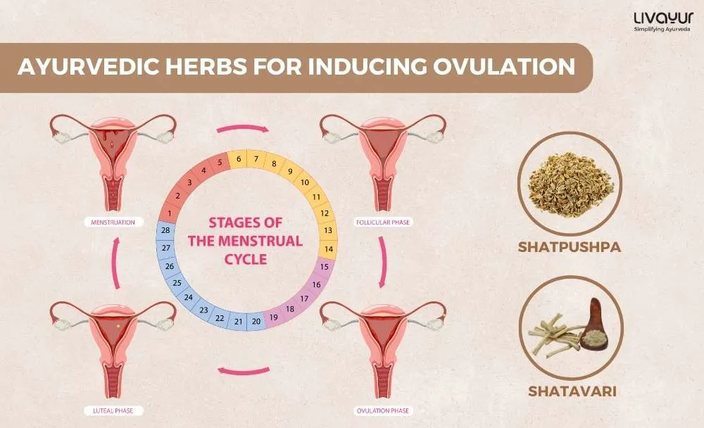 Signs of Ovulation