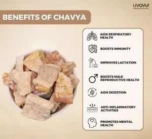 The Popularity of Chavya or Indian Kudzu Explained 1